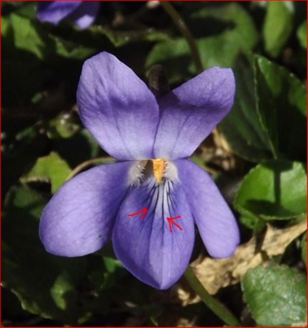Ancora le Viole sul balcone:   Viola odorata (forma ibrida?)